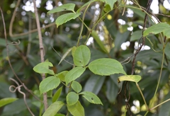 Causonis trifolia