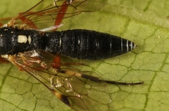 Diplazon tibiatorius