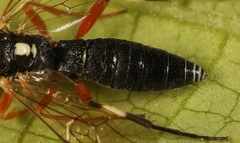 Diplazon tibiatorius