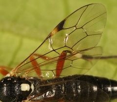 Diplazon tibiatorius