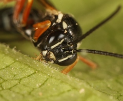 Diplazon tibiatorius