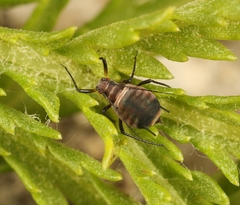 Metopeurum fuscoviride