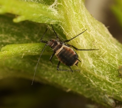 Metopeurum fuscoviride