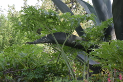 Prionosciadium thapsoides