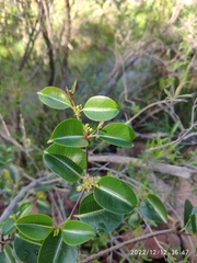 Cryptolepis cryptolepioides