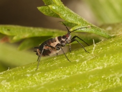 Metopeurum fuscoviride