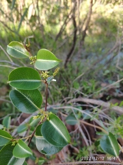 Cryptolepis cryptolepioides