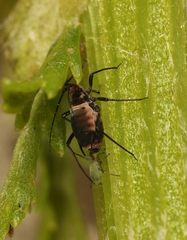 Metopeurum fuscoviride