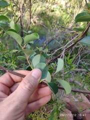 Cryptolepis cryptolepioides