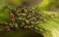 Metopeurum fuscoviride