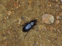 Aztecarpalus schaefferi