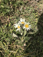 Senecio smithii