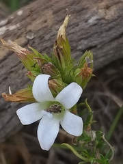 Wahlenbergia calcarea