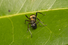 Polyrhachis rufifemur