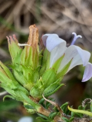 Wahlenbergia calcarea