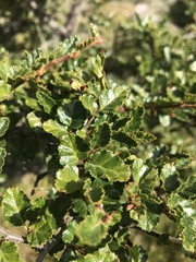 Nothofagus antarctica