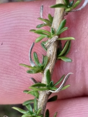 Wahlenbergia calcarea