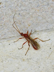 Aleiodes politiceps