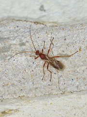 Aleiodes politiceps