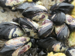 Xenostrobus neozelanicus