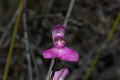 Disa venosa