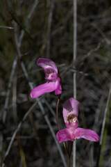 Disa venosa