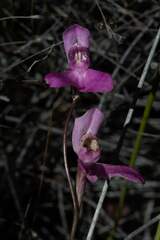 Disa venosa