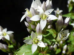Gentianella microcalyx