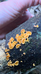 Favolaschia calocera