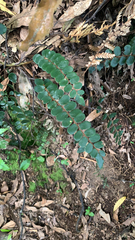 Pellaea rotundifolia