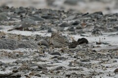 Montifringilla davidiana