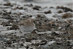 Montifringilla davidiana