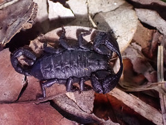 Opisthacanthus capensis