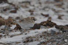 Montifringilla davidiana