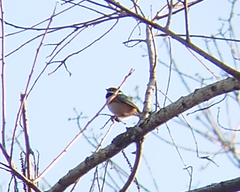 Aegithalos concinnus