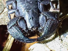 Opisthacanthus capensis