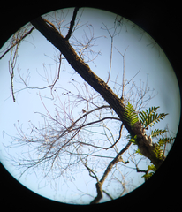 Aegithalos concinnus