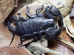 Opisthacanthus capensis