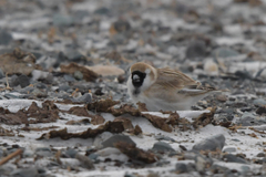 Montifringilla davidiana