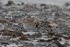 Montifringilla davidiana