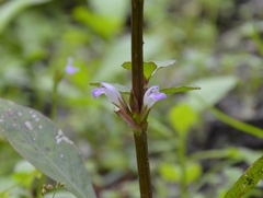 Hygrophila