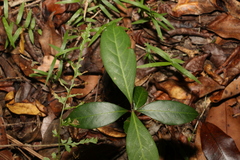 Rhodomyrtus psidioides
