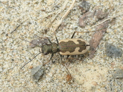 Neocicindela latecincta