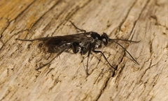 Agenioideus sericeus