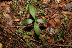 Rhodomyrtus psidioides