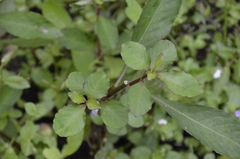Hygrophila