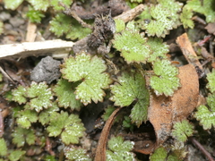 Hydrocotyle moschata