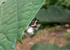 Membracis trimaculata