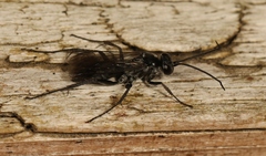 Agenioideus sericeus