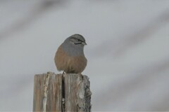 Emberiza godlewskii